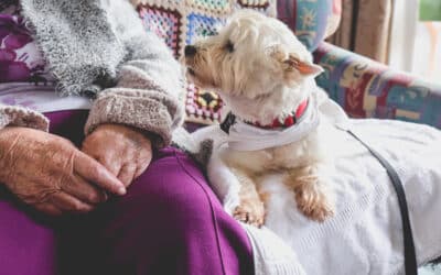 The Impact of Pet Therapy on Senior Health and Happiness