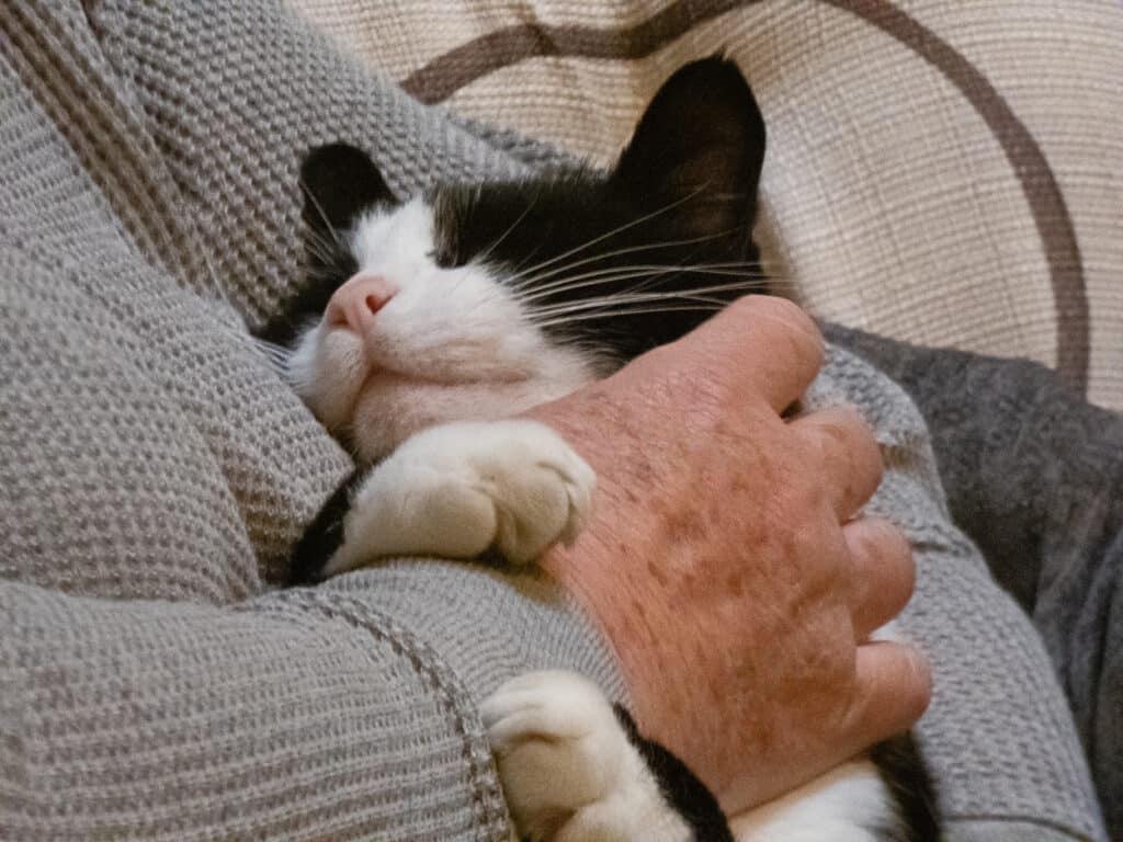 black and white cat snuggles and gets petted by the hands of a woman in her 60's